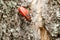 Red Shield Bug Or Stink Bug Insect Macro