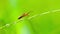 Red shield bug walking on a stalk of green grass seeds