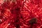 Red shiny Christmas tinsel. Bright bright red background. Christmas background.