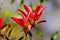 Red shiny leaves of a photenia