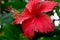 red Shoe Flower or Hibiscus rosa-sinensis Chinese and Hawaiian hibiscus, China rose - Sri lanka