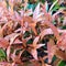 Red shoot leaves (Syzygium myrtifolium) is an ornamental plant species from the genus Syzygium
