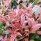 Red shoot leaves (Syzygium myrtifolium) is an ornamental plant species from the genus Syzygium