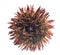 Red short - spined variegated sea urchin Lytechinus variegatu