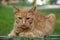 Red shorthair cat with green eyes is resting on the bench and watching. Green eyed big domestic pet.  Animal on the city street