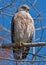 Red Shoulder Hawk