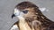 Red shoulder hawk