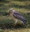 Red Shoulder Hawk on ground looking up