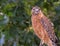 Red Shoulder Hawk looking at me from the side.