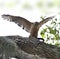 Red-shoulder Hawk With Snake