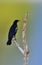 Red-shouldered Blackbird (Agelaius assimilis)