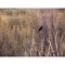 Red-shouldered Blackbird Bosque del Apache Wildlife Refuge