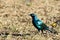 Red-shouldered glossy bird starling