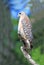 Red Shouldered Hawk