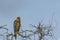 Red Shouldered Hawk on Bare Branches