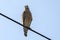 The red-shouldered hawk bird perching on electric cable looking for prey to hunt