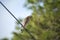 The red-shouldered hawk bird perching on electric cable looking for prey to hunt