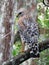 Red shouldered hawk on branch