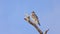 Red-shouldered hawk on a branch against a blue sky