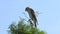 Red-Shouldered Hawk on a branch against a blue sky