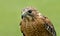 Red-shouldered Hawk (Buteo lineatus)