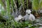 Red-shouldered Hawk Chicks