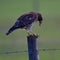 Red shouldered hawk eating an American bird grasshopper on top of a barbed wire fence post