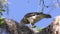 Red-Shouldered Hawk eats its prey