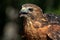 Red-shouldered Hawk extreme close up portrait