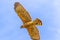 Red Shouldered Hawk In Flight Celery Fields