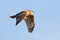 Red-shouldered Hawk in Flight - Florida