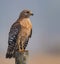 Red Shouldered Hawk in Florida