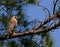 Red-shouldered Hawk Florida