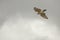 Red shouldered hawk flying in a cloudy sky in Florida.