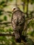 Red-shouldered Hawk Looking Back Over Shoulder