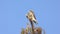 Red-shouldered hawk looking for prey