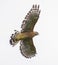 A Red-Shouldered Hawk makes a loud return to claim its tree-limb perch