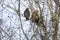 Red-shouldered Hawk pair building nest, Georgia, USA