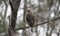 Red-shouldered Hawk perched on branch, Georgia USA