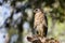 A Red-shouldered Hawk perched on a dead tree limb