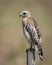 Red-shouldered Hawk Perched on Fence Post - Florida