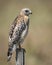 Red-shouldered Hawk Perched on a Wooden Fence Post - Florida