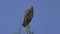 Red-Shouldered Hawk perches