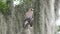 Red-Shouldered Hawk perches