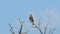 Red-shouldered hawk perching tree on blue sky.