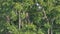 Red-Shouldered Hawk perching tree in tropical rain forest.