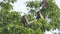 Red-Shouldered Hawk perching tree in tropical rain forest.