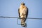 Red-shouldered hawk portrait close up sitting outside