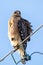 Red-shouldered hawk portrait close up sitting outside