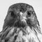 Red-Shouldered Hawk Portrait in Florida